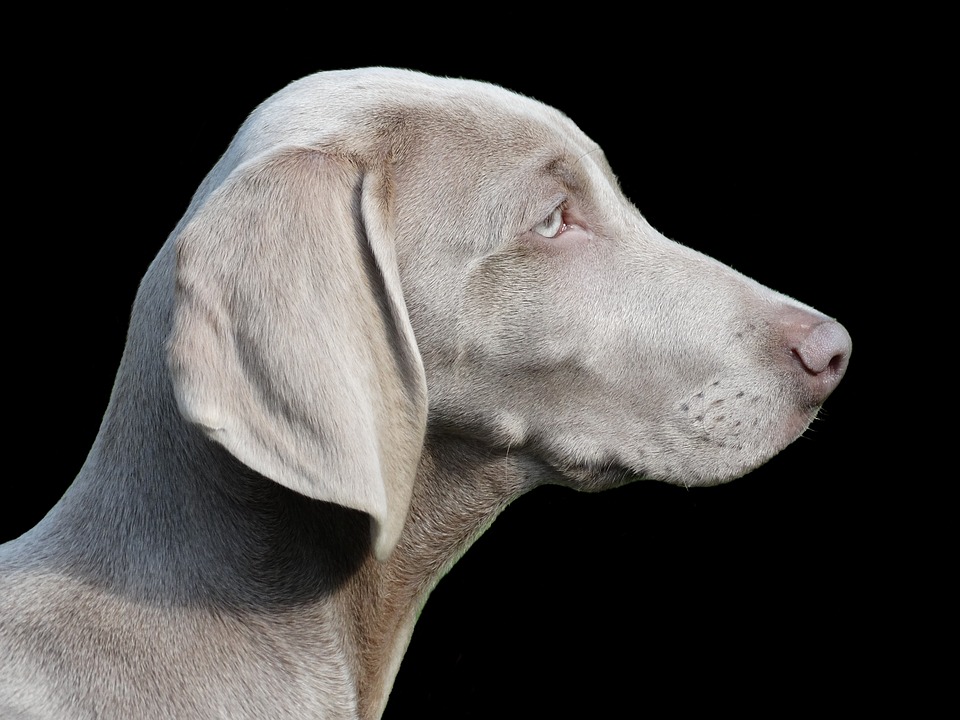 Weimaraner de Perfil