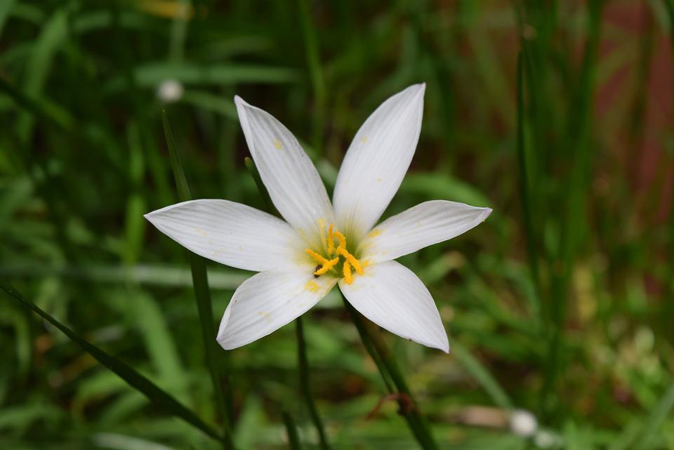 Zephyranthes Branca