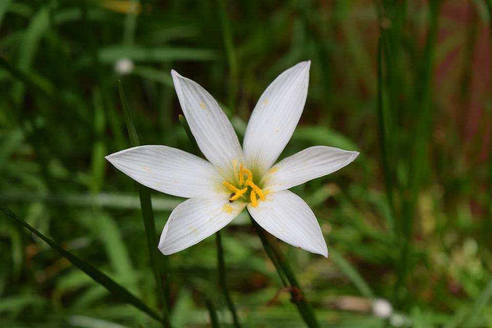 Zephyranthes Branca 