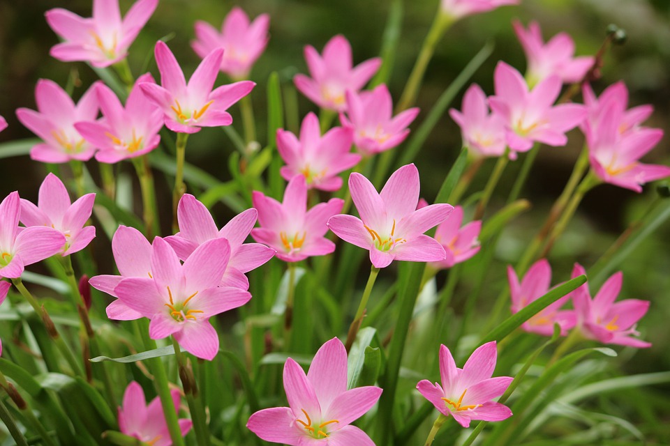 Zephyranthes Cor de Rosa