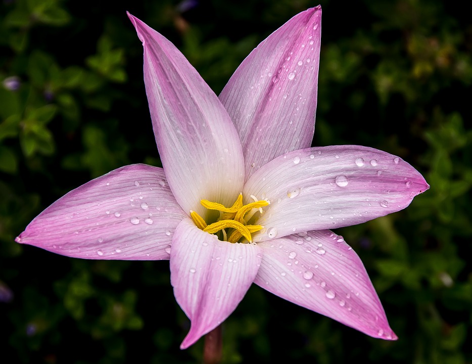 Zephyranthes Branca