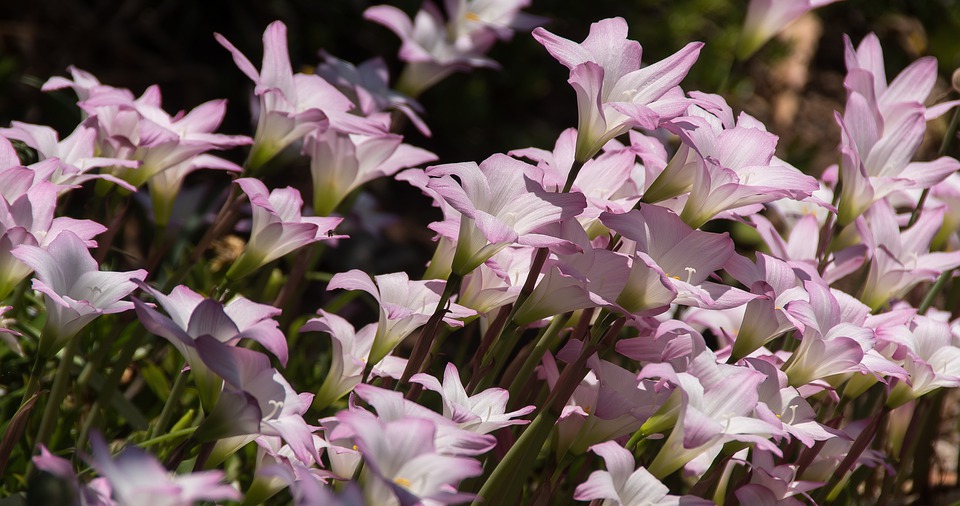 Zephyranthes Cor de Rosa 