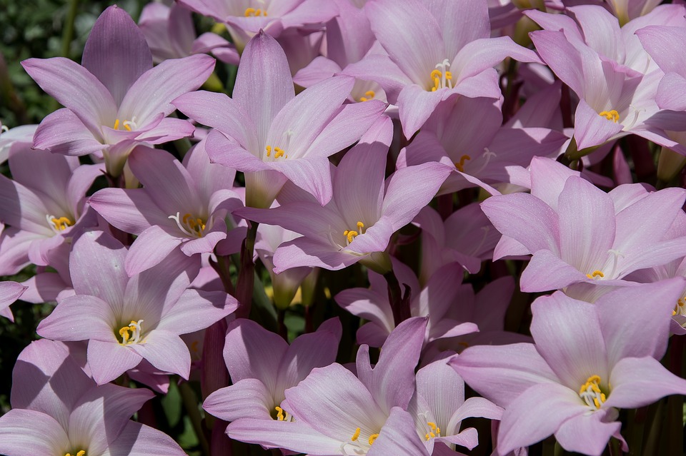 Zephyranthes 