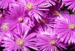 Tudo Sobre a Flor Aizoaceae: Características e Nome Científico