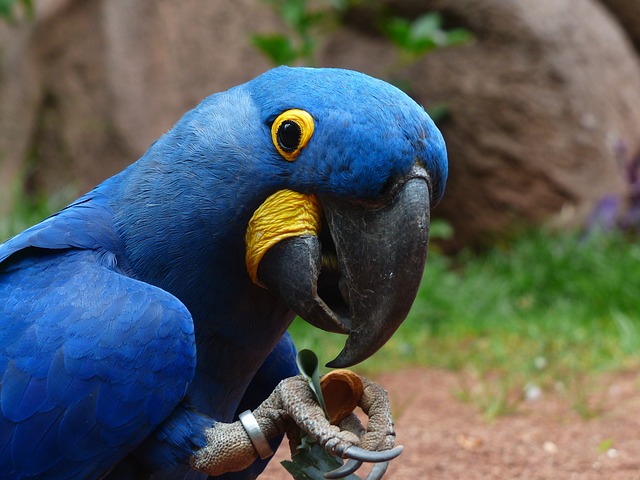 Arara Azul 