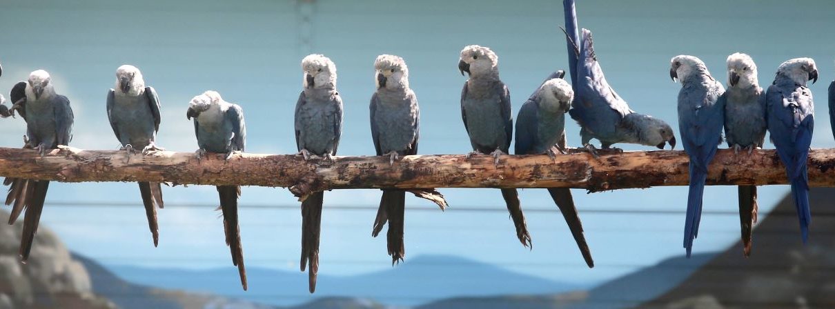 Como é a Fauna e a Flora da Região Sudeste? | Mundo Ecologia