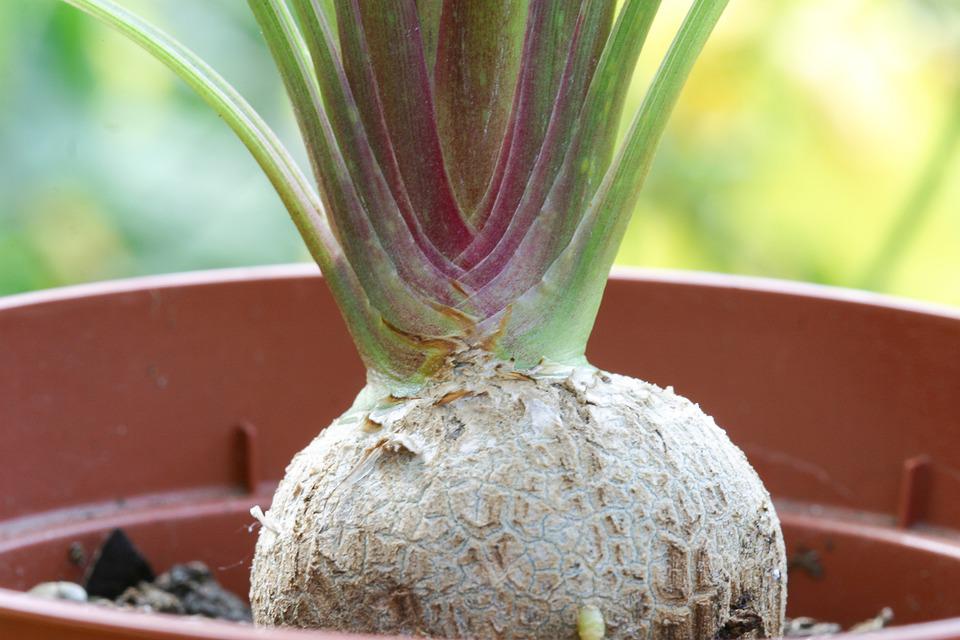 Beaucarnea Recurvata