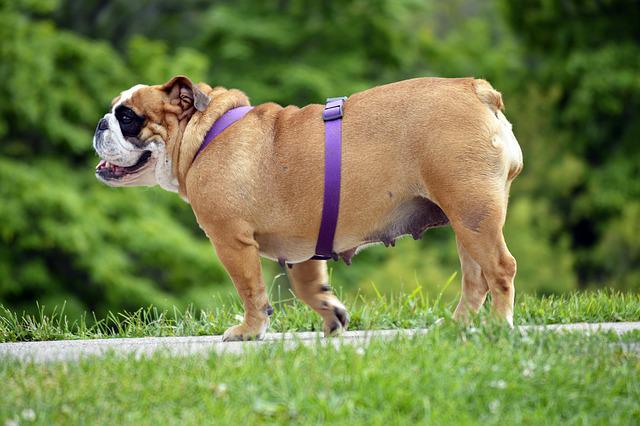 Cachorro Passeando 