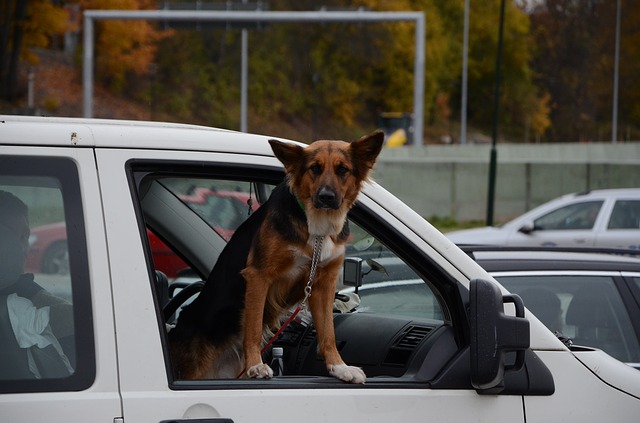 Cachorro Passeando de Carro 