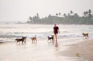 Cachorros Passeando na Praia