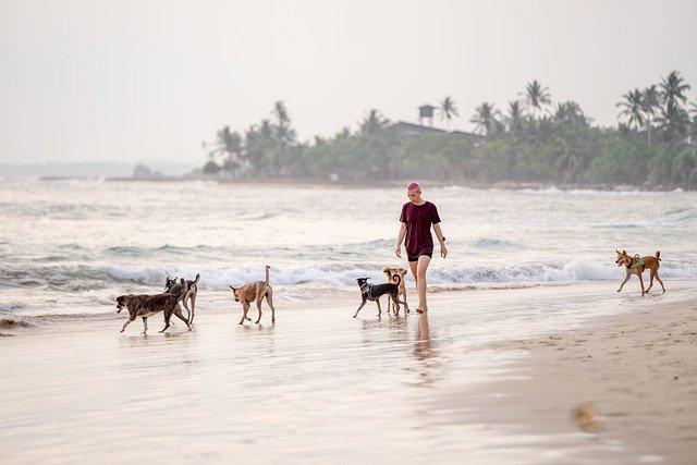 Cachorros Passeando na Praia 