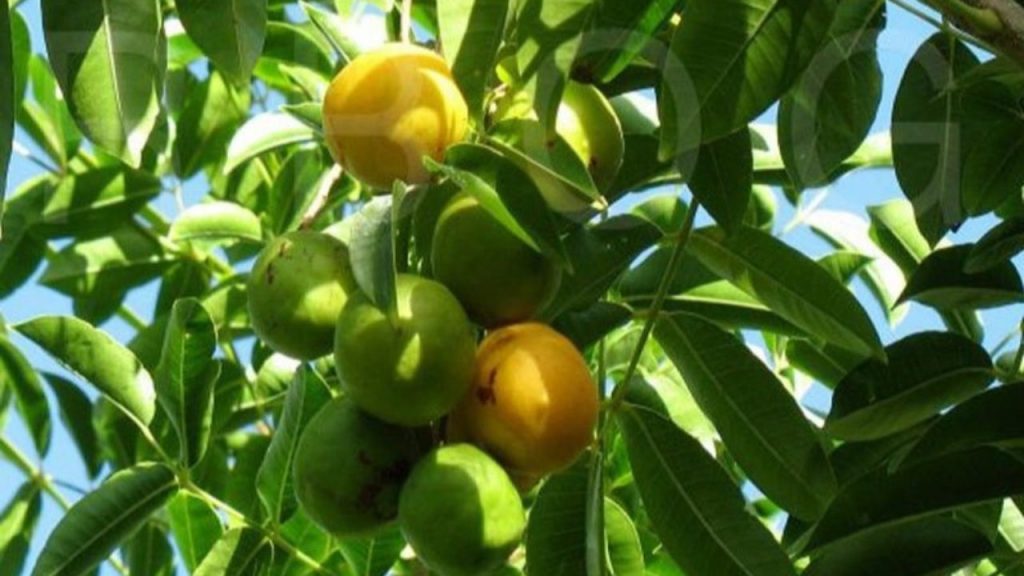 Cajazeira
