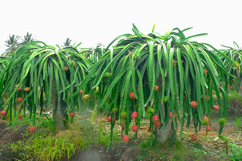 Dama da Noite Curiosidades e Fatos Interessantes Sobre a Planta | Mundo  Ecologia