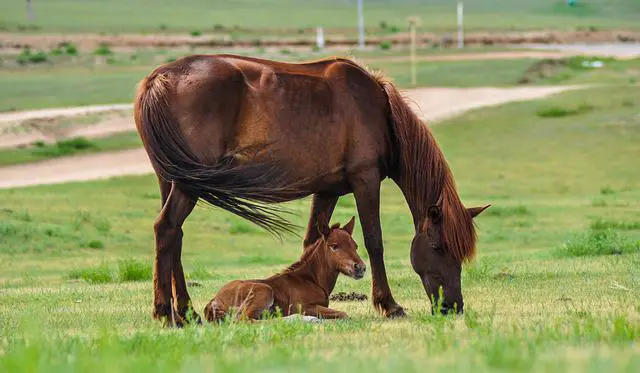Égua e Filhote 