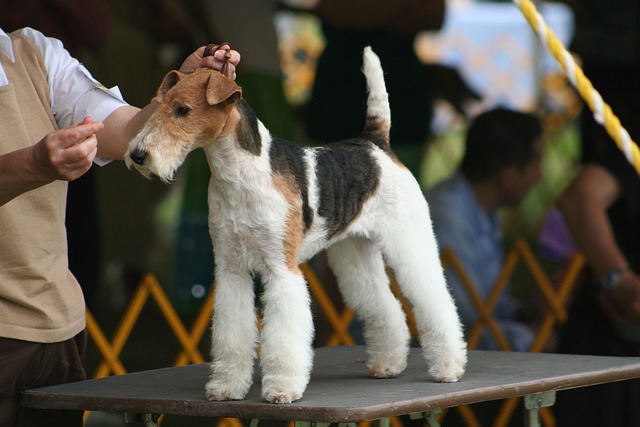 Tudo Sobre a Raça Fox Terrier: Características e Fotos