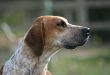 Tudo Sobre a Raça Foxhound-Inglês: Características e Fotos