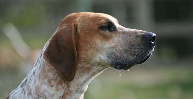Tudo Sobre a Raça Foxhound-Inglês: Características e Fotos