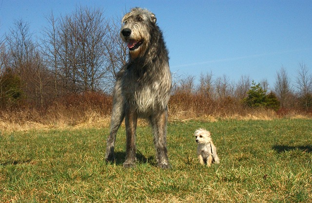 Galgo Irlandês 