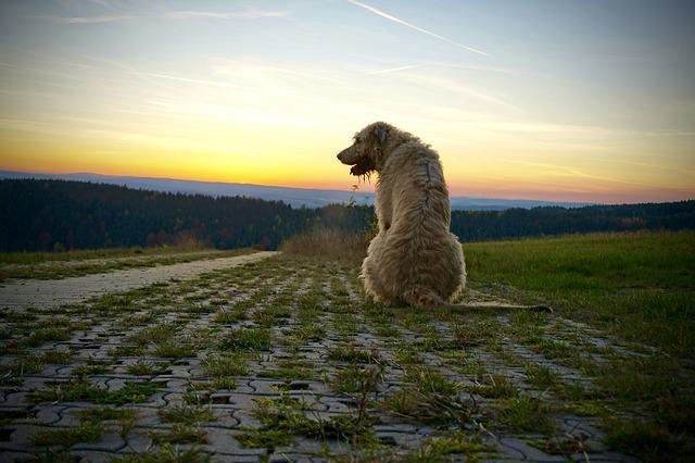 Galgo Irlandês