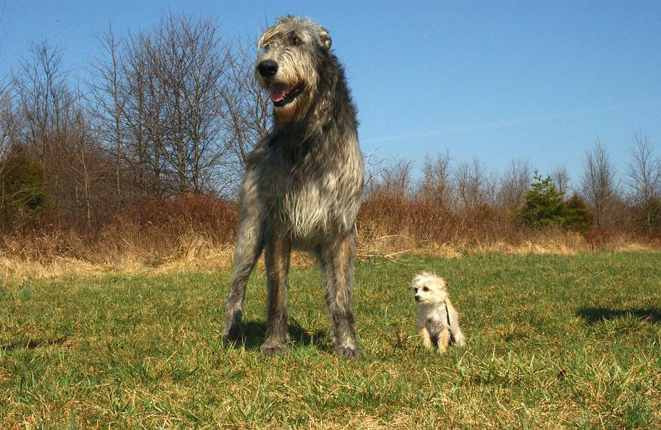 Galgo Irlandes