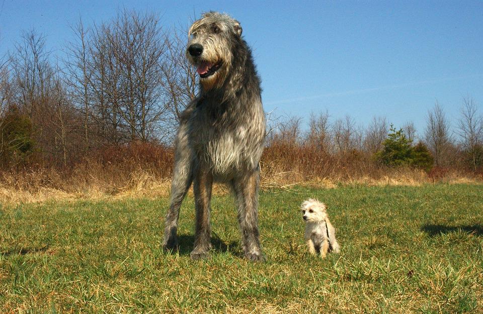 Galgo Irlandes 