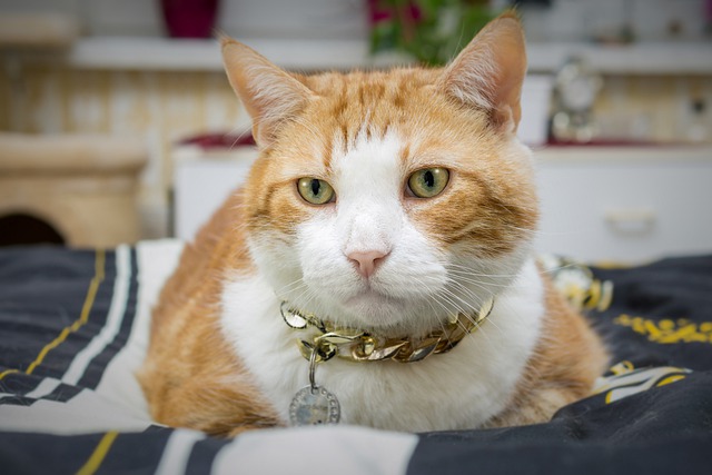 Gato com Coleira