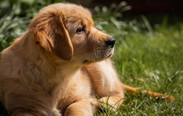 Golden Retriever 