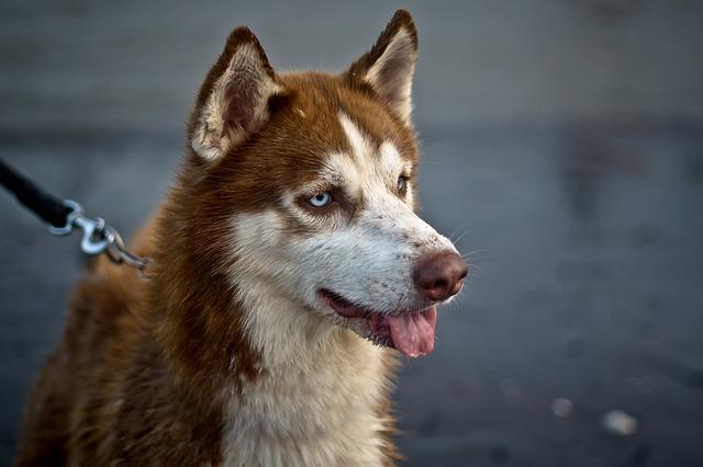 História do Husky Siberiano, Personalidade e Origem da Raça