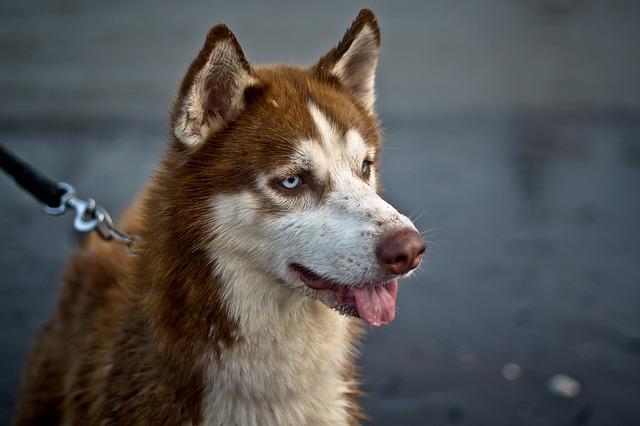 Husky Siberiano 