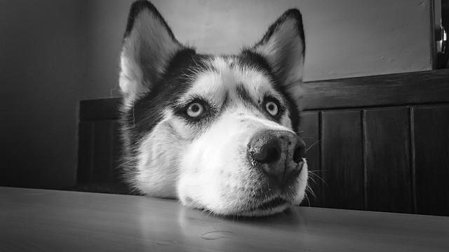 Husky Siberiano