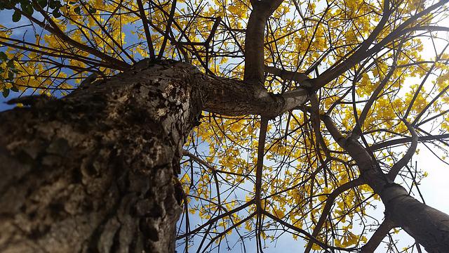 Ipê Amarelo
