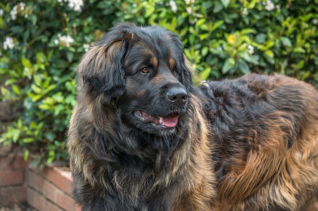 Leonberger 