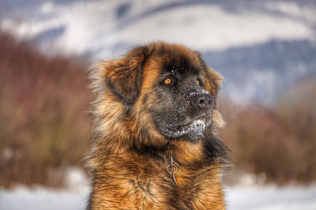 História do Leonberger, Personalidade e Origem da Raça