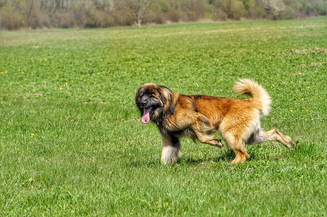 Leonberger 