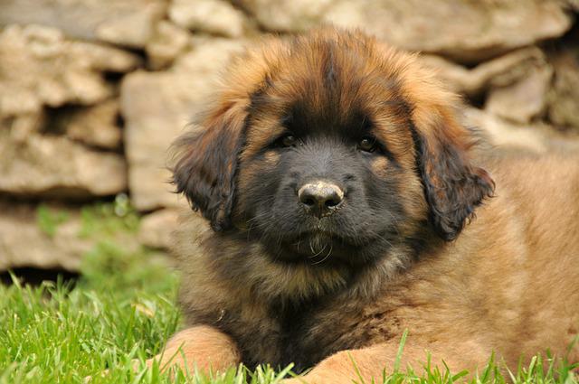 Leonberger 