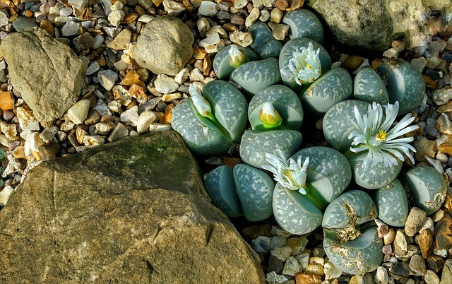 Lithops 