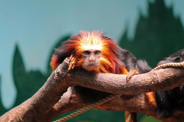 Quais São os Animais Brasileiros?