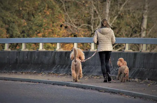 Mulher Passeando com seus Cachorros 