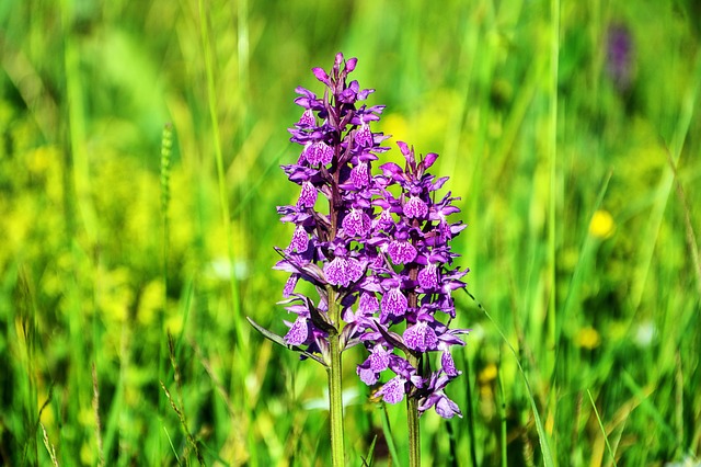 Orquídeas  