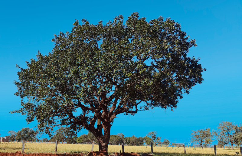 Pau-Terra-do-Cerrado 