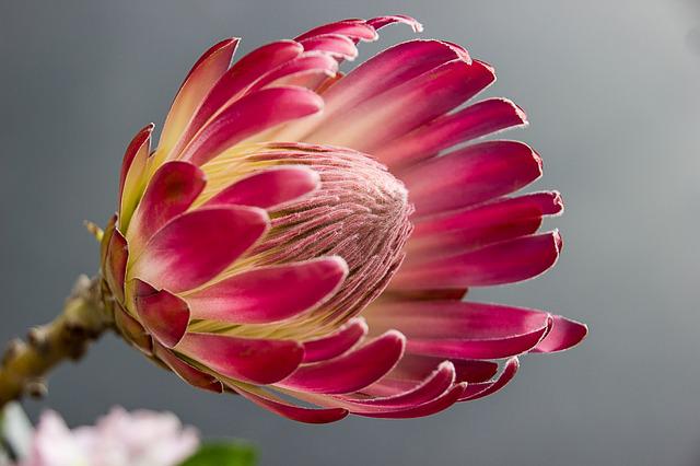 Protea 