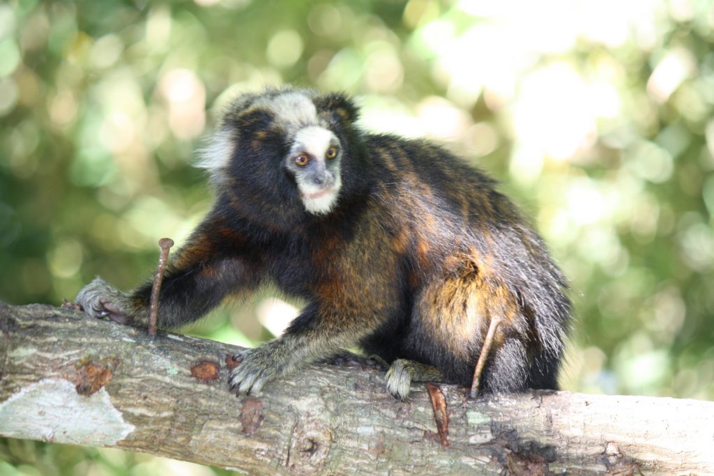 Sagui da Serra 