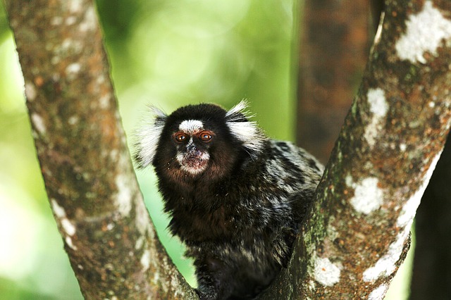 Sagui-de-Tufos-Brancos 