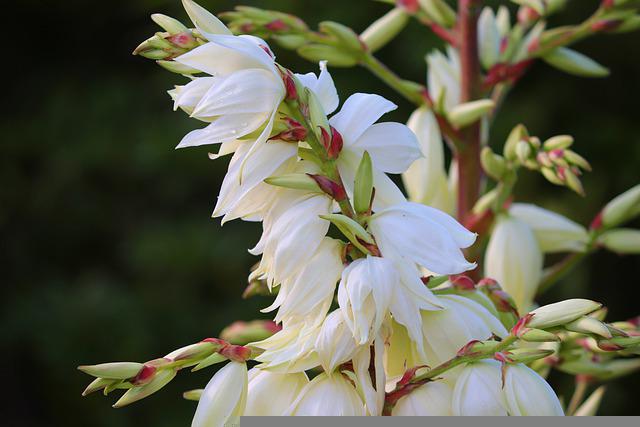Yucca