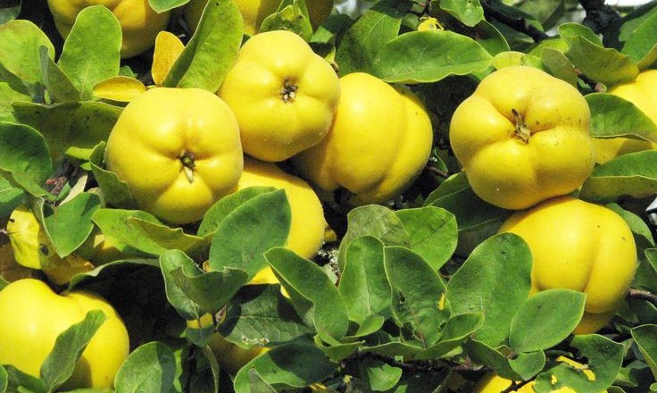 Quais as Plantas Típicas do Nordeste?