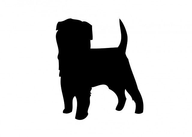 Affenpinscher 