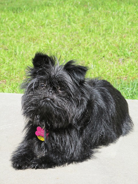 Tudo Sobre a Raça Affenpinscher: Caracteristicas e Fotos