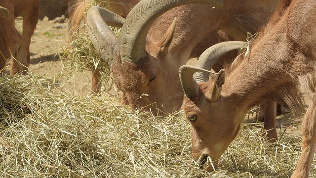 Aoudad Comendo