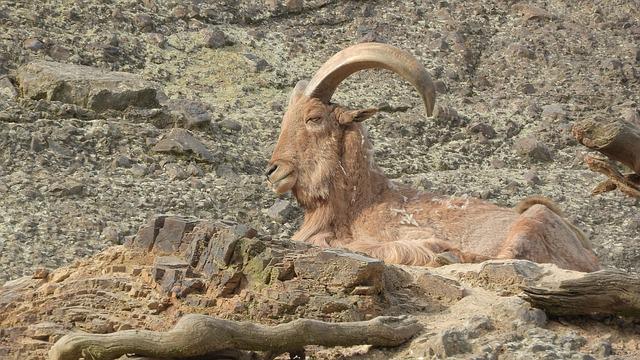 Aoudad Descansando