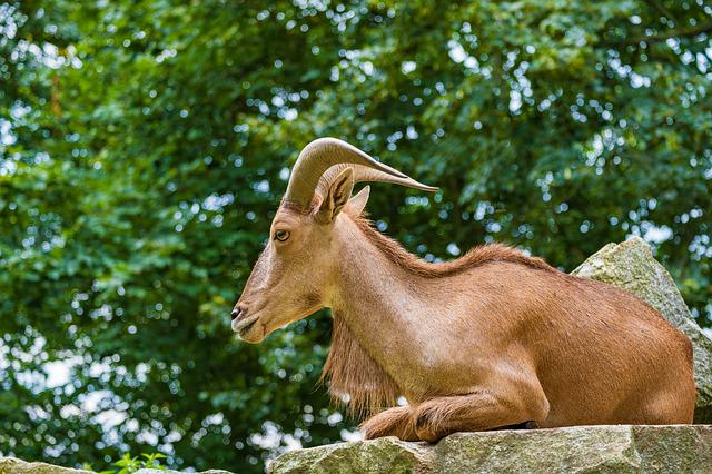 Tudo Sobre o Aoudad: Características, Nome Científico e Fotos